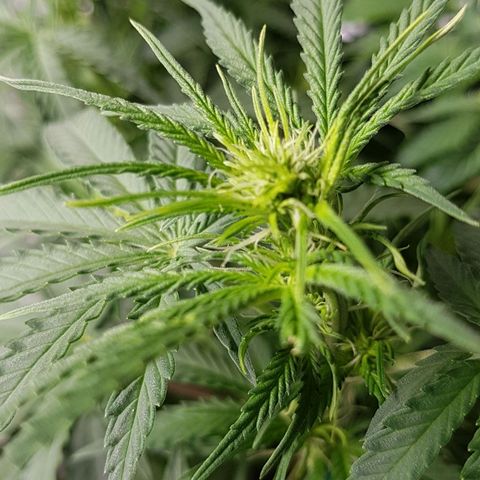 White Widow  growlog timeline photo