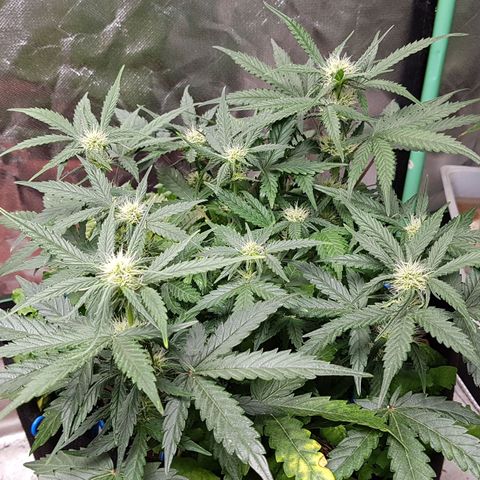 Royal Gorilla growlog timeline photo
