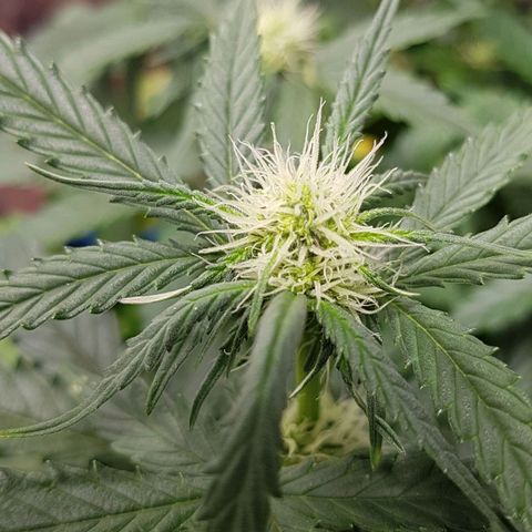 Royal Gorilla growlog timeline photo