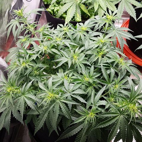 White Widow  growlog timeline photo