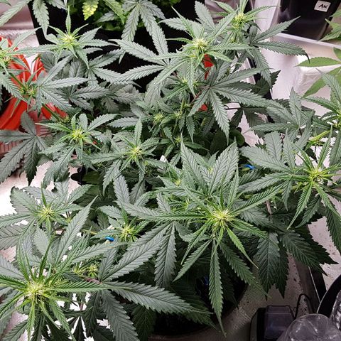 Orange Bud #2 growlog timeline photo