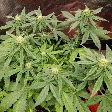 Orange Bud #1 growlog timeline photo