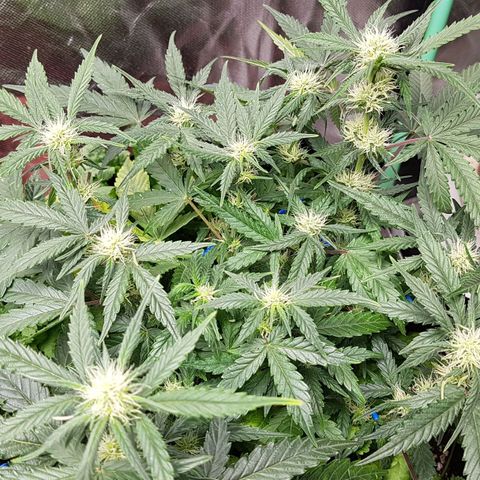 Royal Gorilla growlog timeline photo