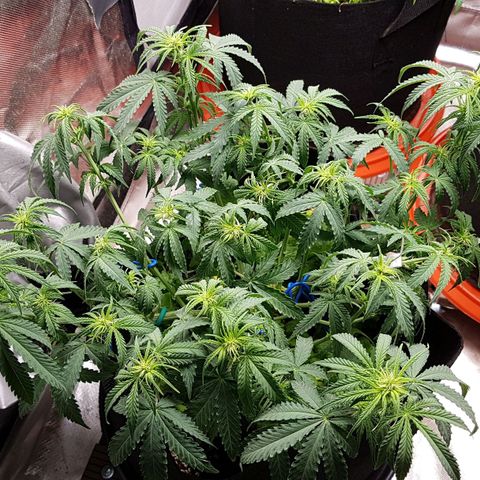 White Widow  growlog timeline photo
