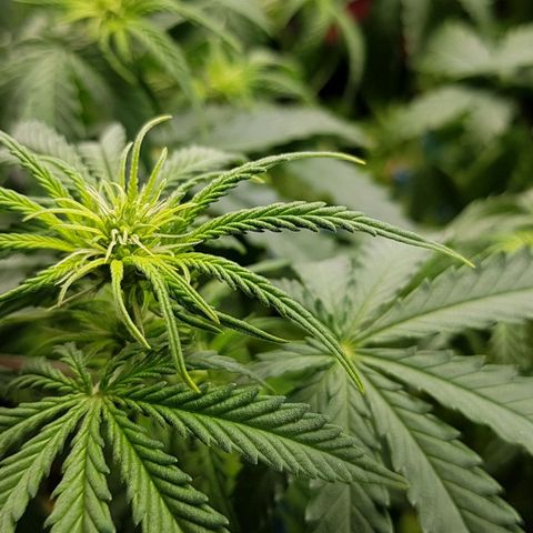 White Widow  growlog timeline photo
