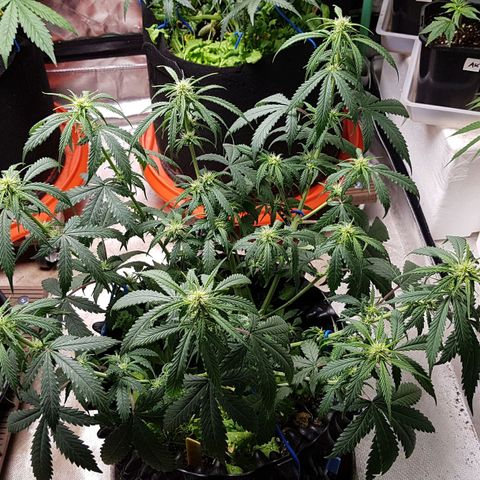 Orange Bud #2 growlog timeline photo