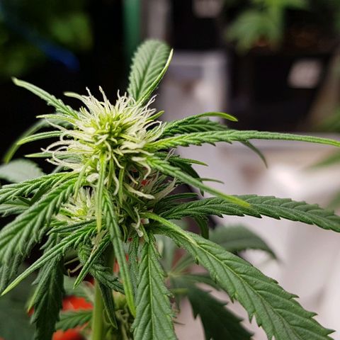 Orange Bud #2 growlog timeline photo