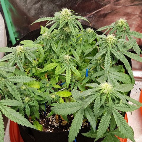 Orange Bud #1 growlog timeline photo
