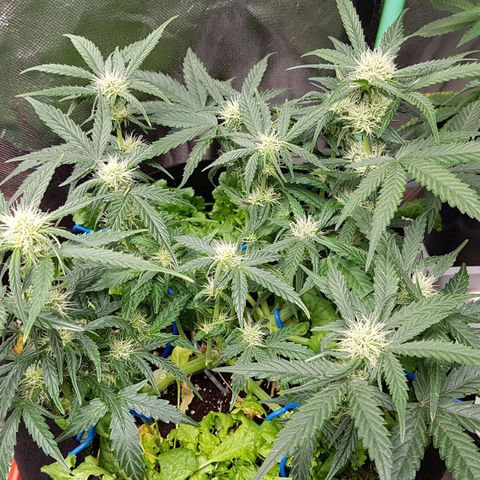 Royal Gorilla growlog timeline photo
