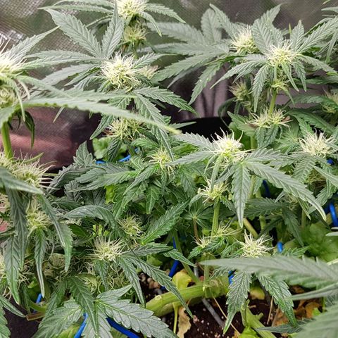 Royal Gorilla growlog timeline photo