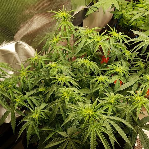 White Widow  growlog timeline photo