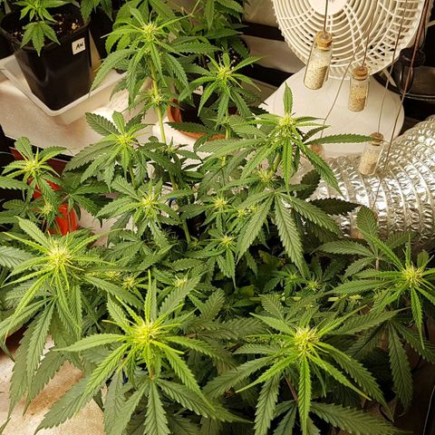 Orange Bud #2 growlog timeline photo