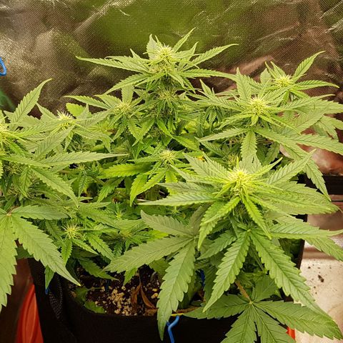 Orange Bud #1 growlog timeline photo