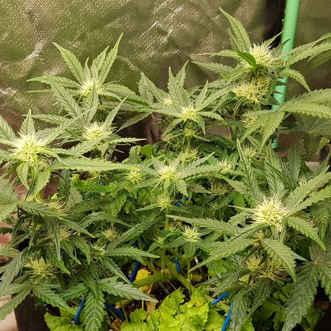 Royal Gorilla growlog timeline photo