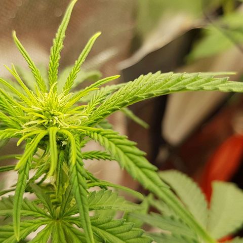 White Widow  growlog timeline photo