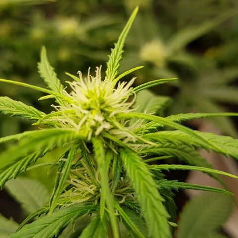 Orange Bud #2 growlog timeline photo