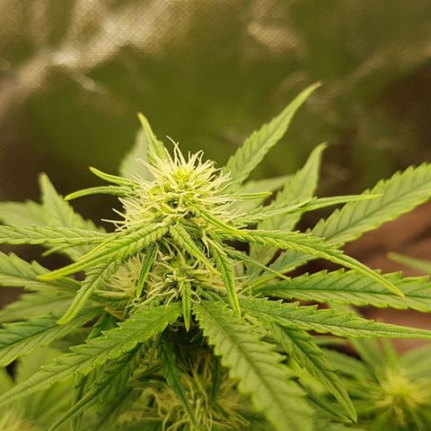Orange Bud #1 growlog timeline photo
