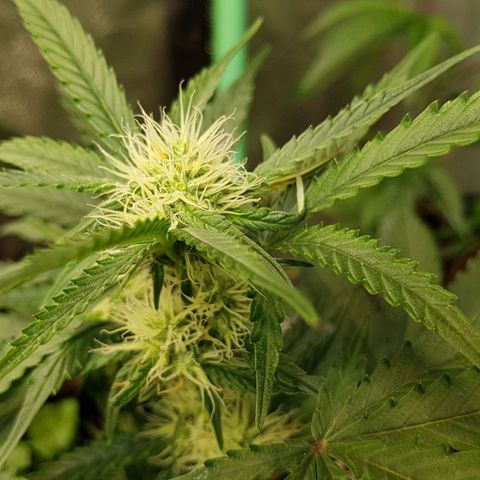 Royal Gorilla growlog timeline photo