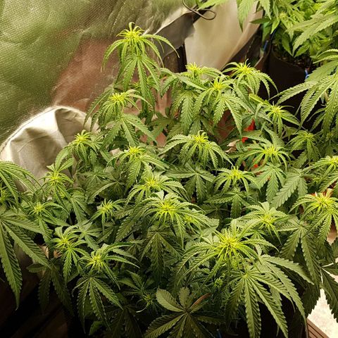 White Widow  growlog timeline photo