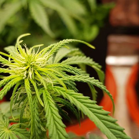 White Widow  growlog timeline photo