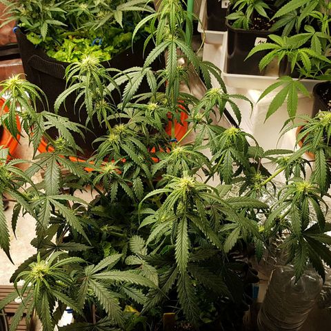 Orange Bud #2 growlog timeline photo