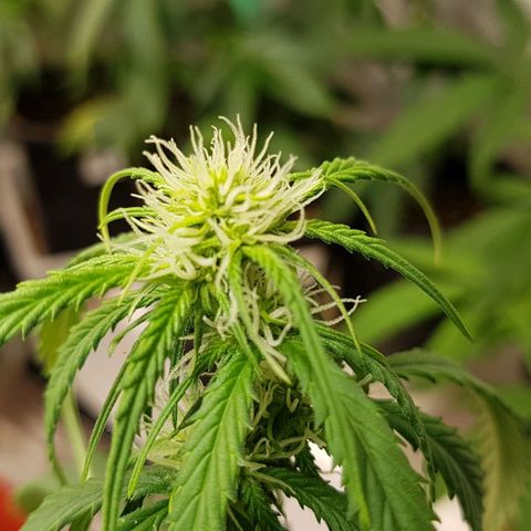 Orange Bud #2 growlog timeline photo