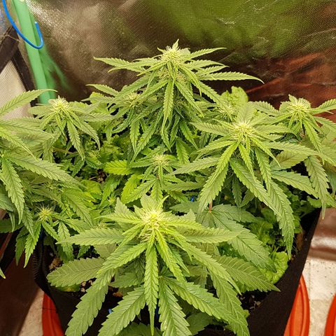 Orange Bud #1 growlog timeline photo