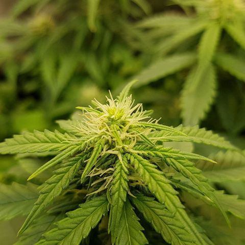Orange Bud #1 growlog timeline photo
