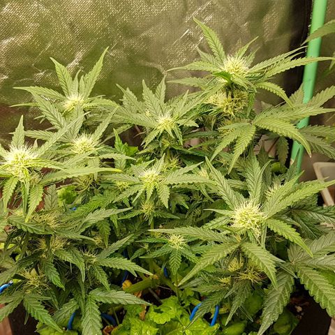 Royal Gorilla growlog timeline photo