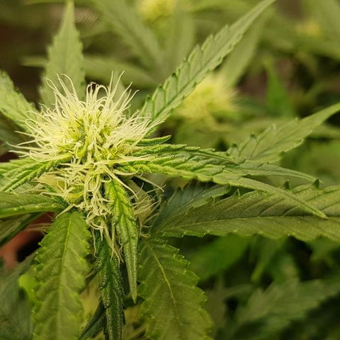 Royal Gorilla growlog timeline photo