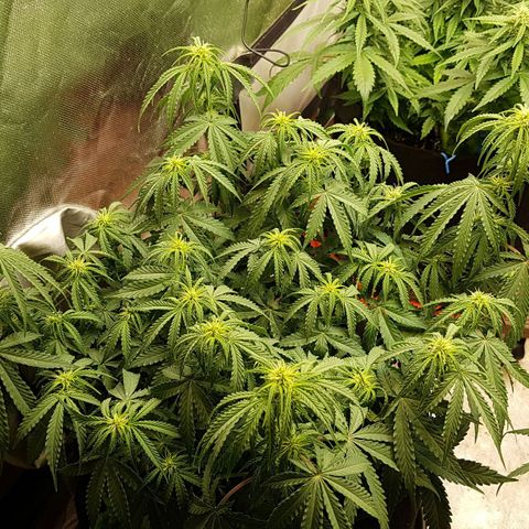 White Widow  growlog timeline photo