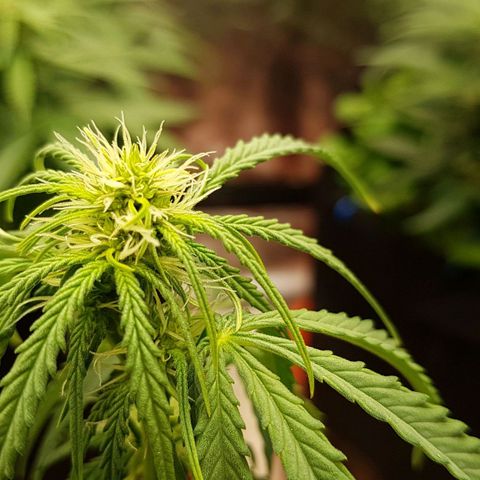 White Widow  growlog timeline photo