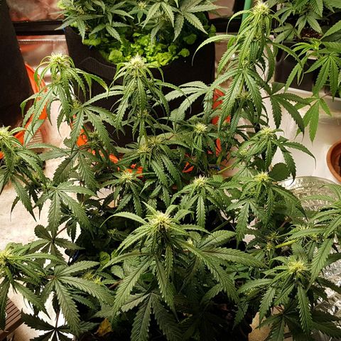 Orange Bud #2 growlog timeline photo