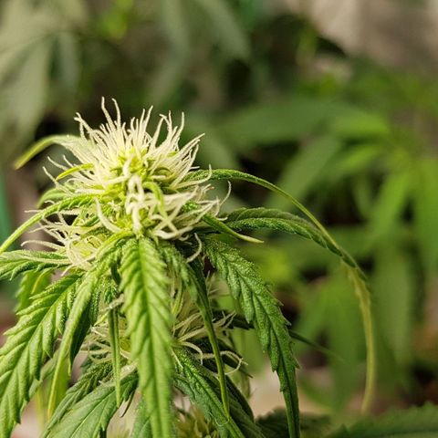 Orange Bud #2 growlog timeline photo