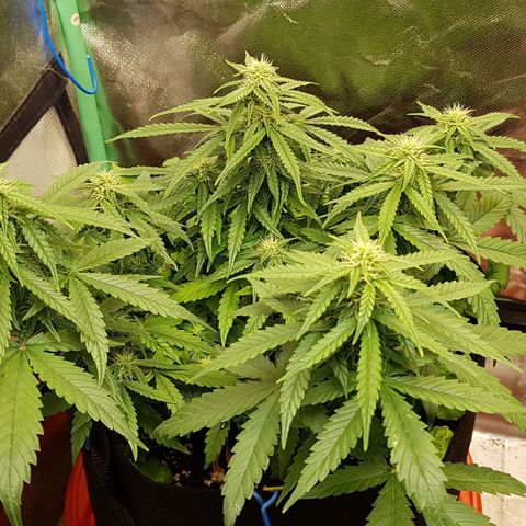 Orange Bud #1 growlog timeline photo