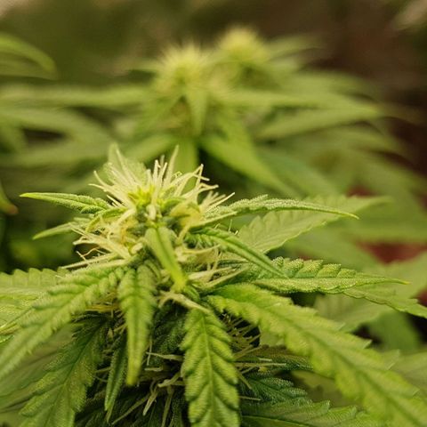 Orange Bud #1 growlog timeline photo