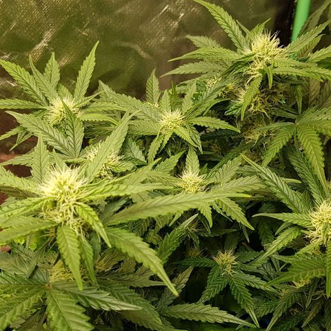 Royal Gorilla growlog timeline photo