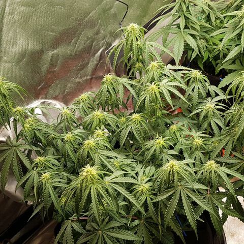 White Widow  growlog timeline photo