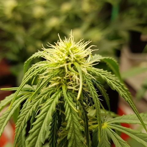 White Widow  growlog timeline photo