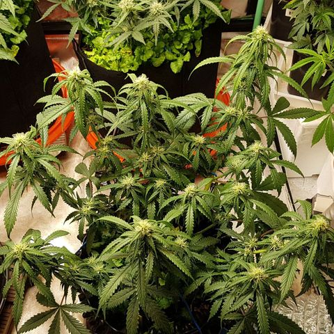 Orange Bud #2 growlog timeline photo