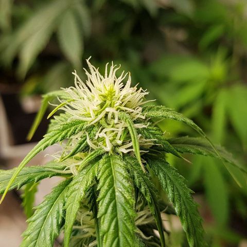 Orange Bud #2 growlog timeline photo