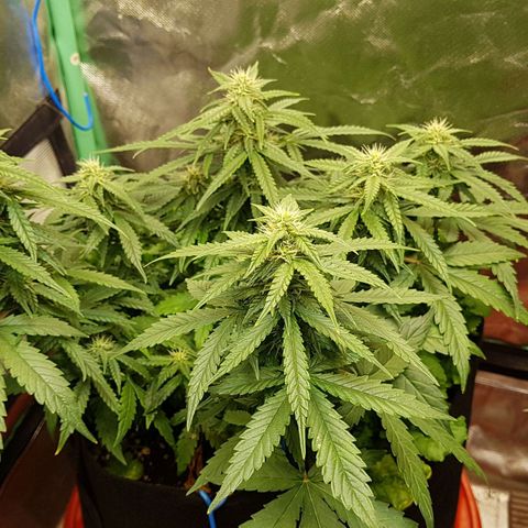 Orange Bud #1 growlog timeline photo