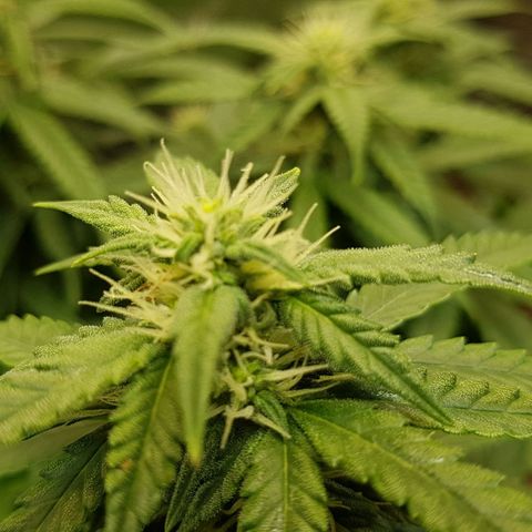 Orange Bud #1 growlog timeline photo