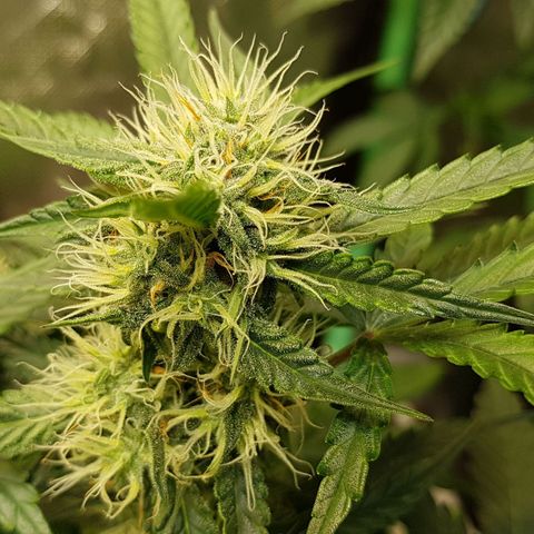 Royal Gorilla growlog timeline photo