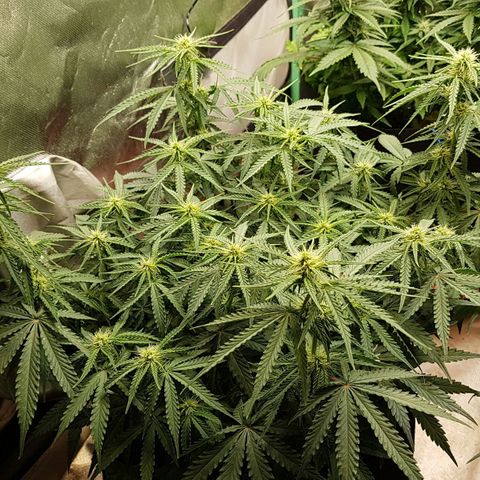 White Widow  growlog timeline photo
