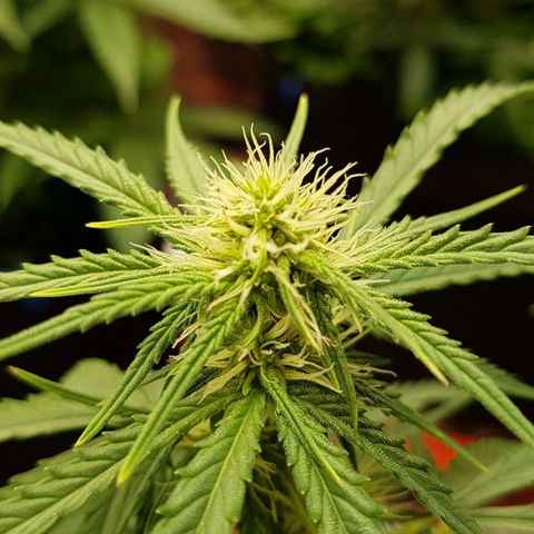 White Widow  growlog timeline photo