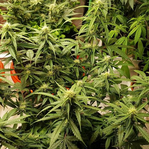 Orange Bud #2 growlog timeline photo