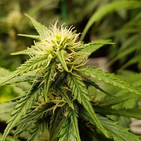 Orange Bud #2 growlog timeline photo