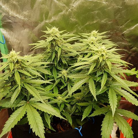Orange Bud #1 growlog timeline photo