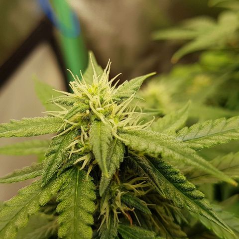 Orange Bud #1 growlog timeline photo